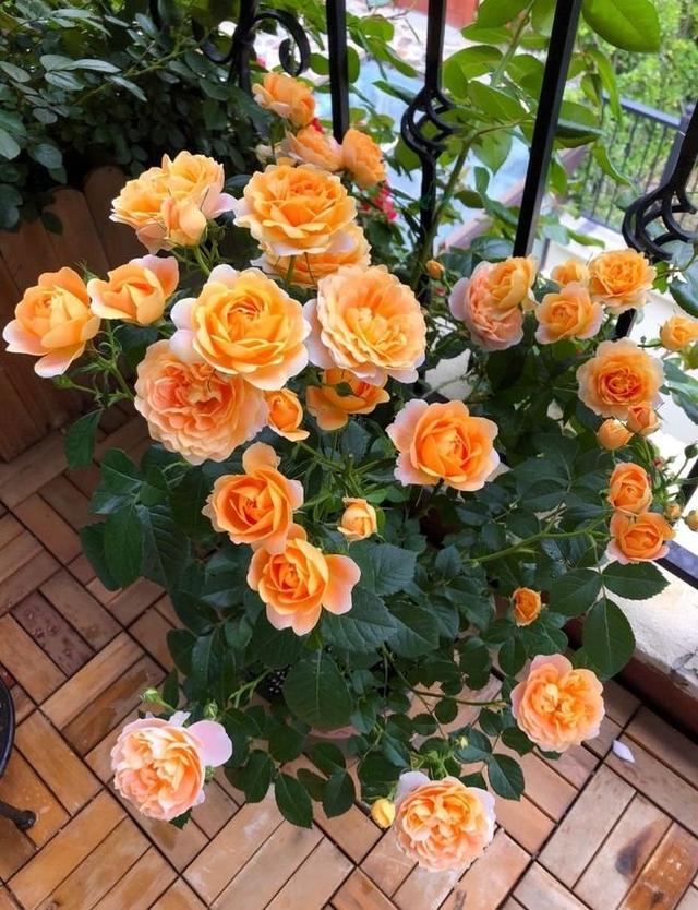 春节花卉品种大全大图（百花齐放春意满屋）(58)