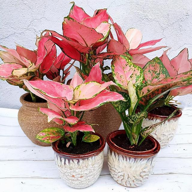 春节花卉品种大全大图（百花齐放春意满屋）(72)