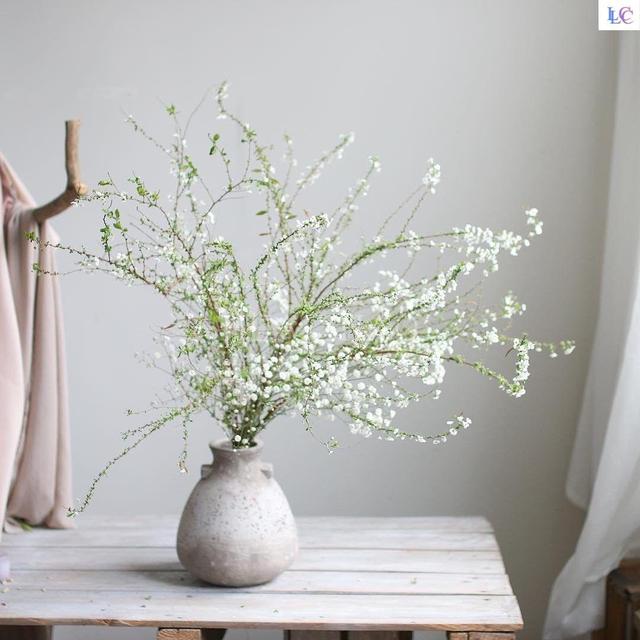 春节花卉品种大全大图（百花齐放春意满屋）(18)