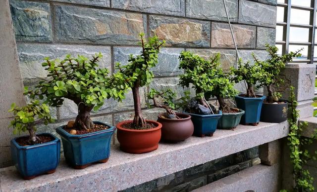 春节花卉品种大全大图（百花齐放春意满屋）(71)