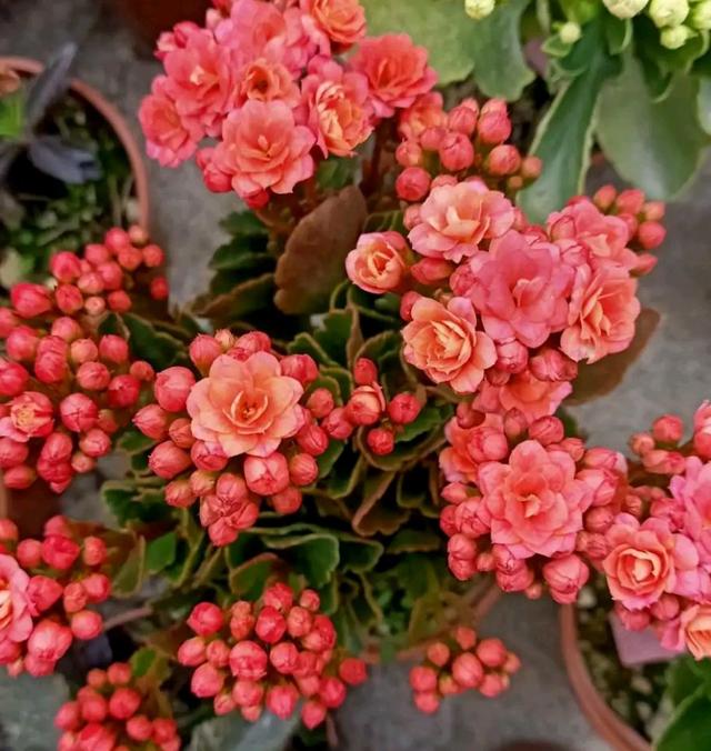 春节花卉品种大全大图（百花齐放春意满屋）(27)