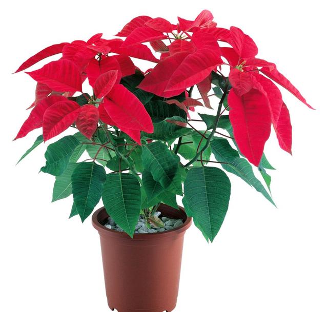 春节花卉品种大全大图（百花齐放春意满屋）(80)