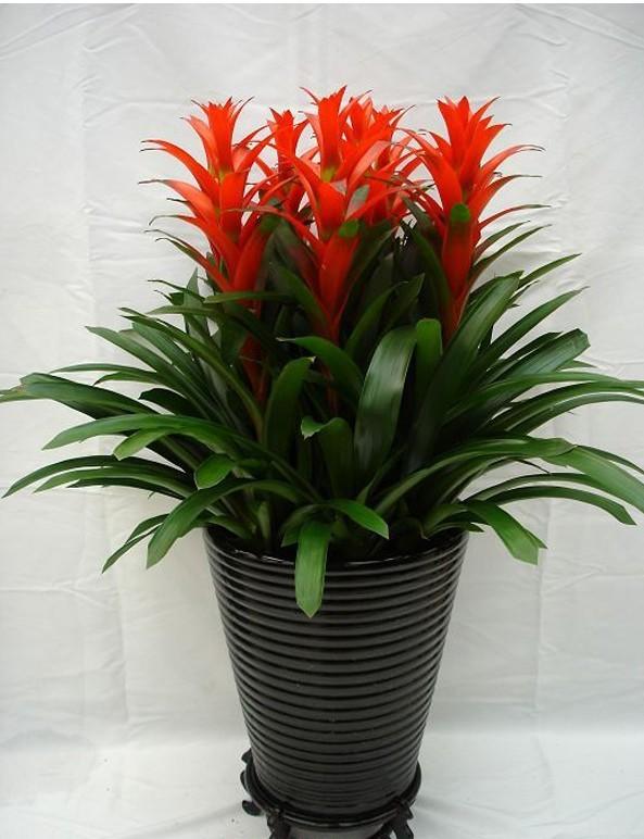 春节花卉品种大全大图（百花齐放春意满屋）(21)