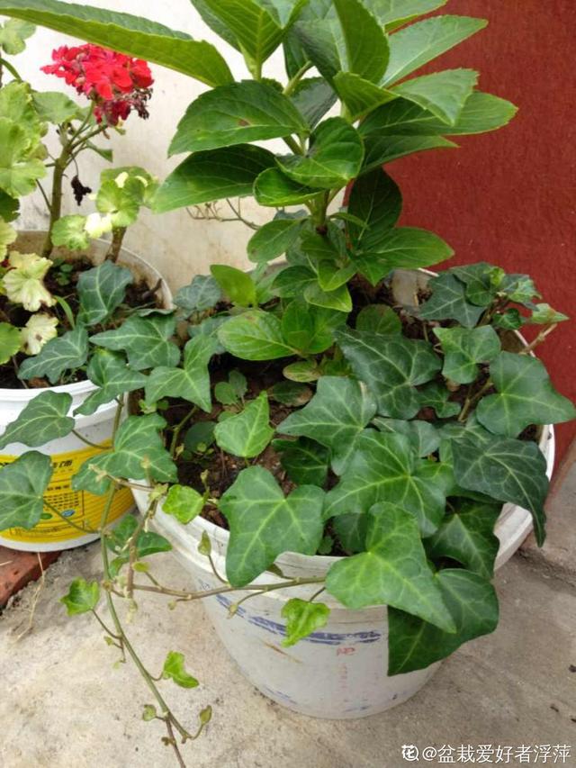 各种花的图片大全（80种常见植物图解出门识花不求人）(11)