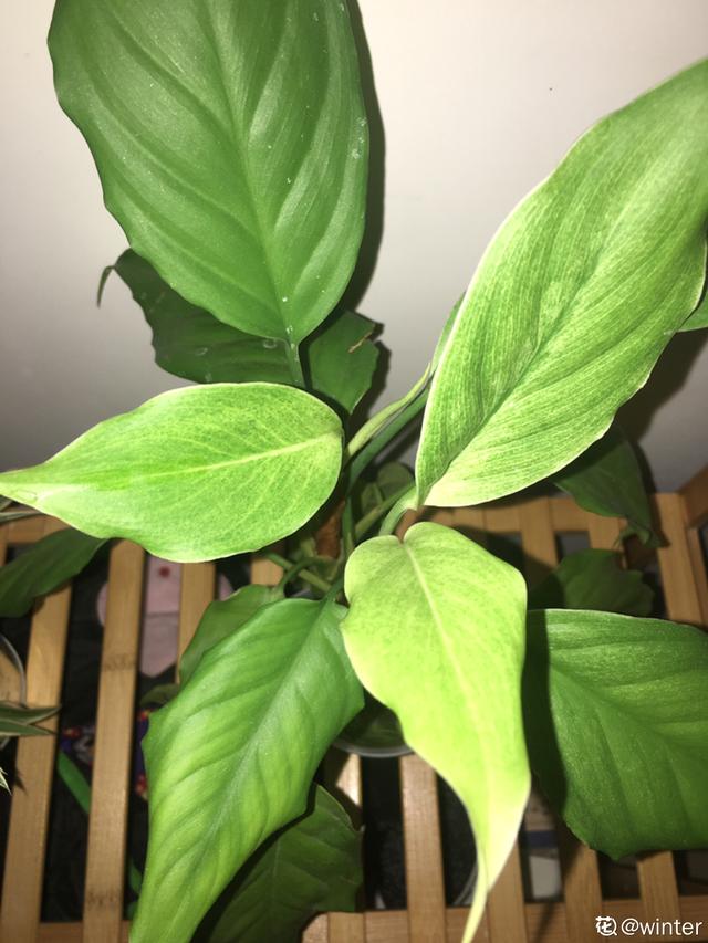 各种花的图片大全（80种常见植物图解出门识花不求人）(62)