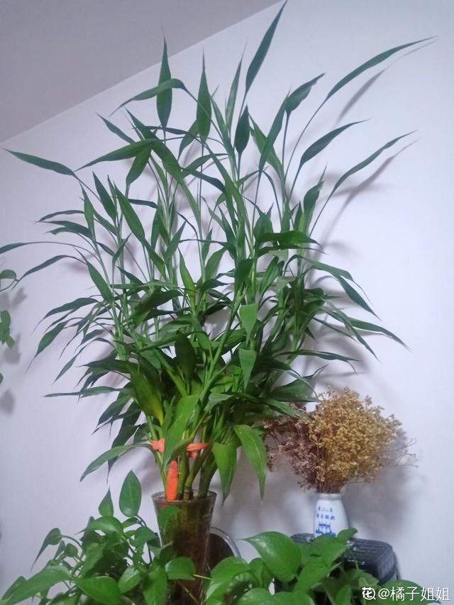 各种花的图片大全（80种常见植物图解出门识花不求人）(76)
