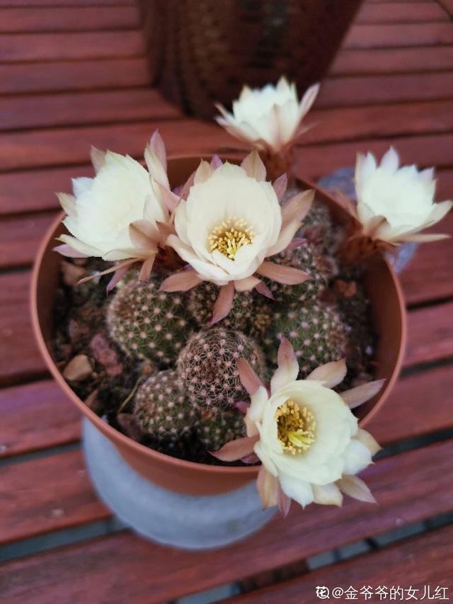 各种花的图片大全（80种常见植物图解出门识花不求人）(46)