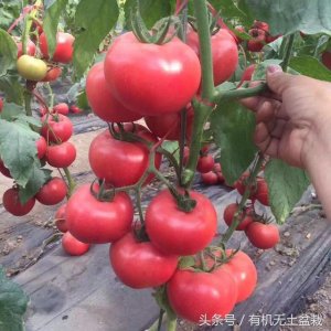 ​西红柿的种植方法和管理技术（番茄的种植方法）
