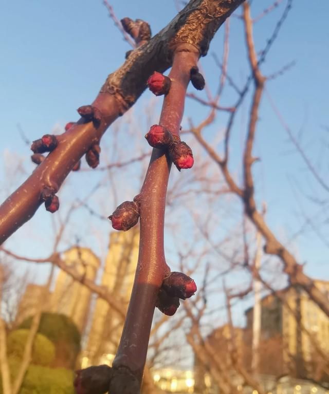 惊蛰吃什么，河南惊蛰吃什么？图5