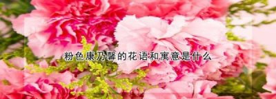 ​粉色康乃馨的寓意,紫色康乃馨的花语和寓意是什么