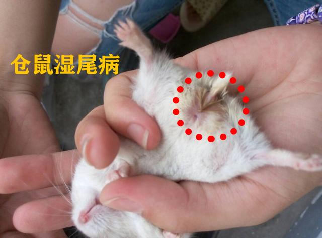 仓鼠湿尾病怎么处理（怎样预防仓鼠湿尾病呢）(1)