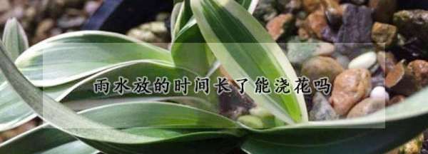 雨水储存多久不能浇花,雨水浇花可以存放多久?图3