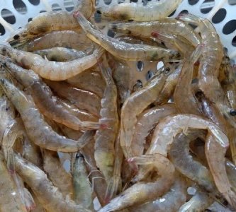 ​吃基围虾要去虾线,基围虾没挑虾线能吃吗
