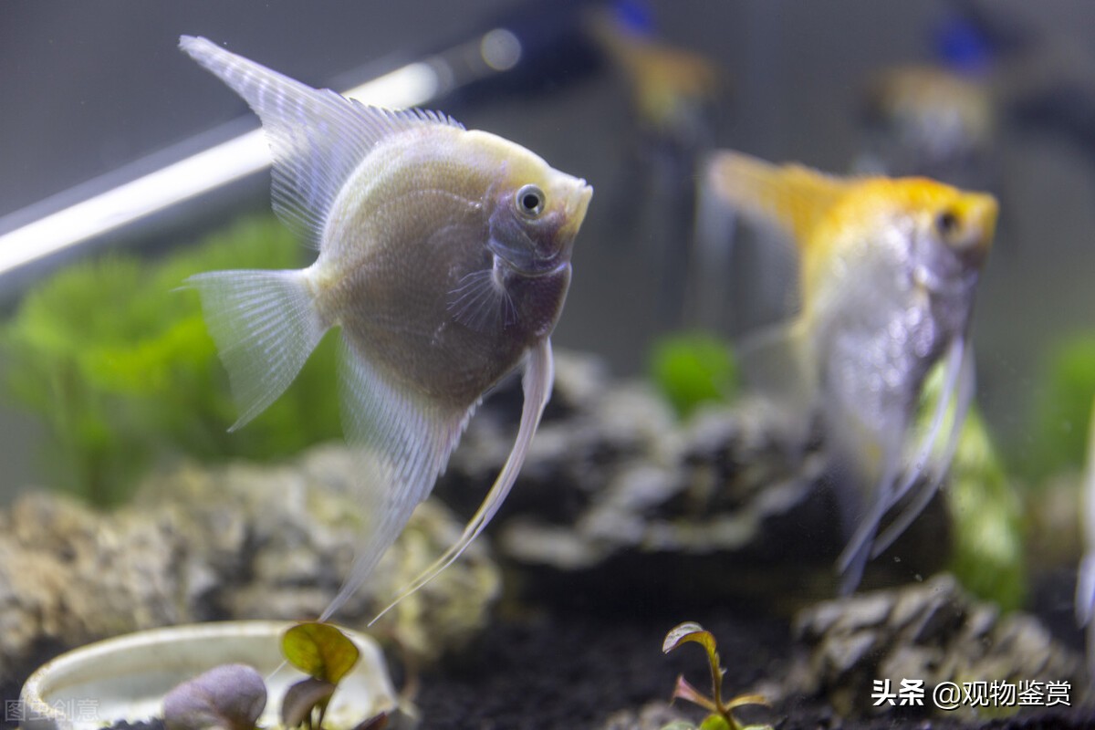 鳊鱼养殖要喂什么（鱼一天喂几次比较好）