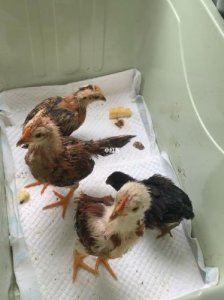 ​送小鸡回家一年级数学题(送小鸡回家看图写话)