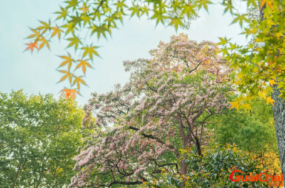 ​楸树花好运 楸树花象征代表意义