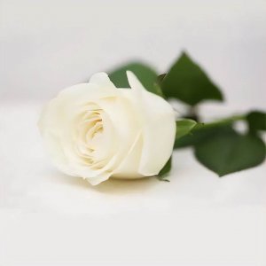 ​20种花的花语 100种花的花语和含义图片大全