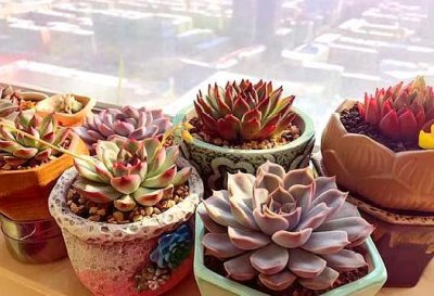 ​多肉植物夏天怎么养护（4个正确“姿势”，帮它度过“生死劫”）