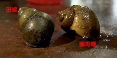 ​田螺和福寿螺的区别