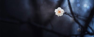 ​梅花什么时候开花