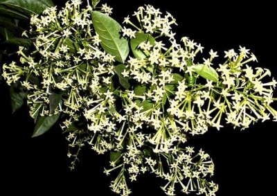 ​夜来香花的介绍-夜来香花的风水学应用