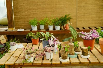 ​家庭养花什么品种最适合