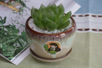 ​你知道玉露中的名贵品种有哪些吗