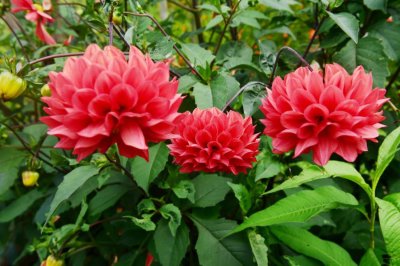 ​大丽花什么时候种植最好，怎么种植