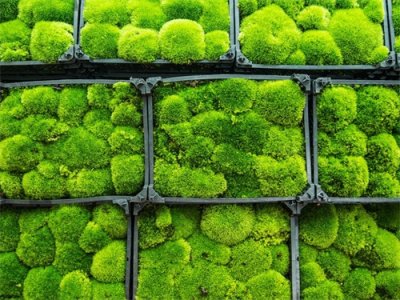 ​苔藓怎么种在石头上